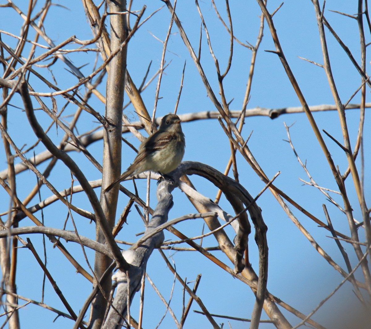 Empidonax sp. - ML335115121