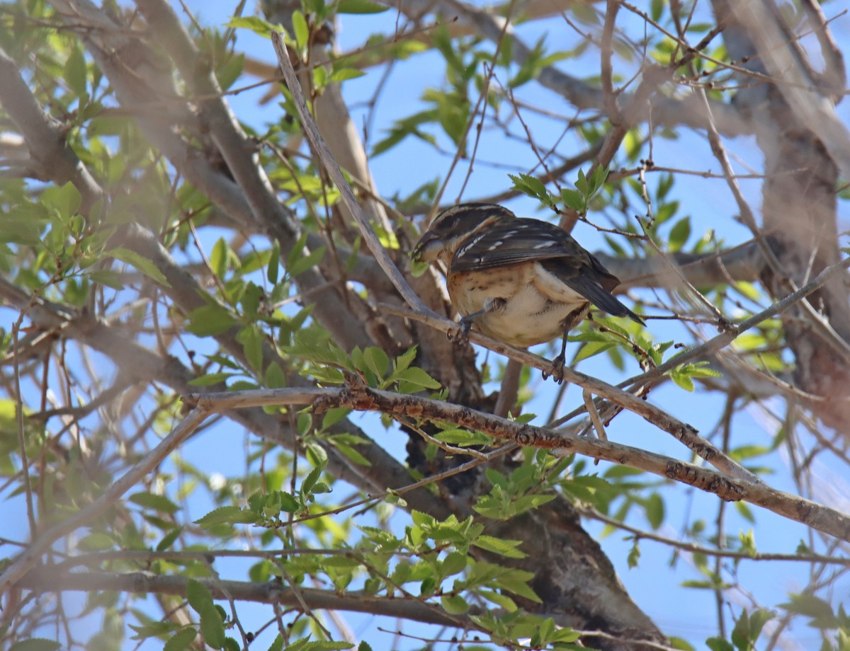 Black-headed Grosbeak - ML335115721