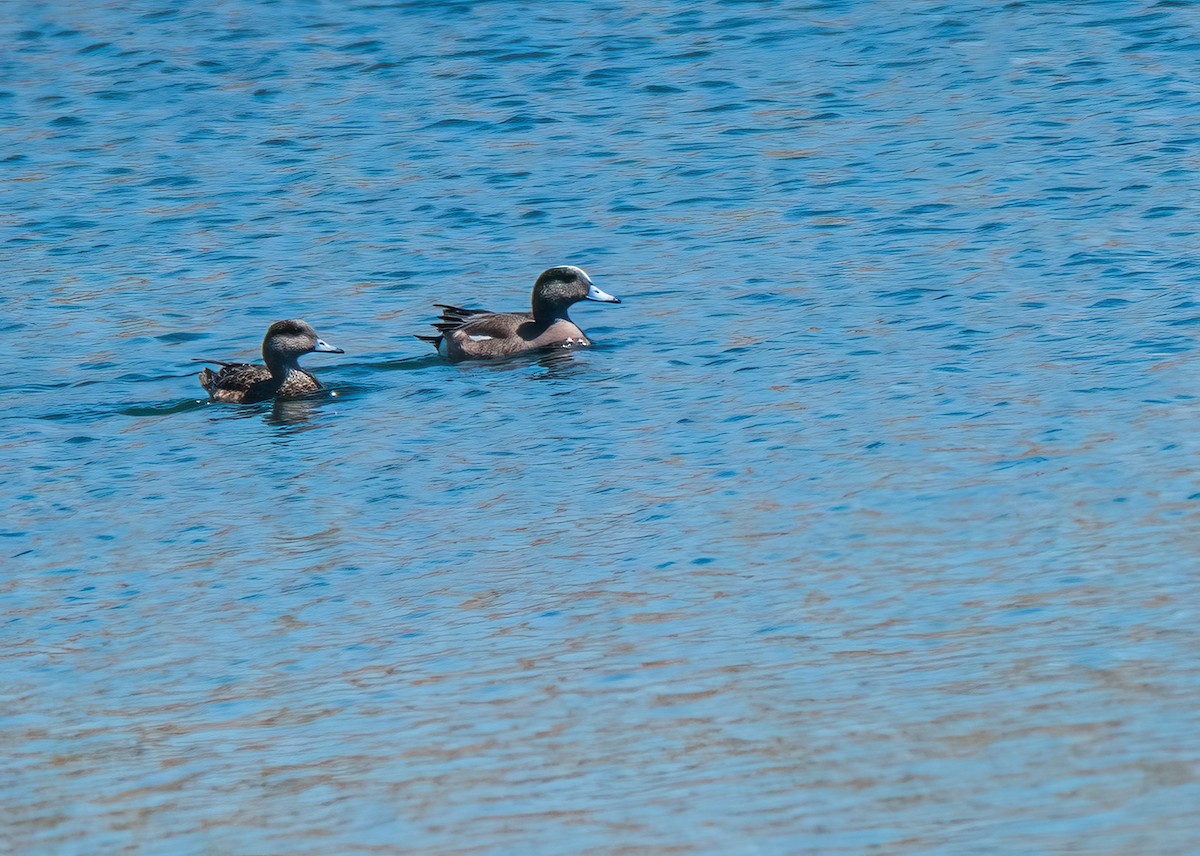 Canard d'Amérique - ML335115751