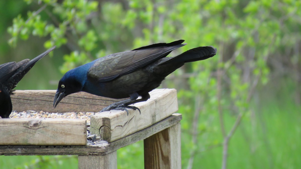 Common Grackle - ML335117421