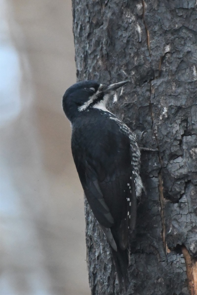 Black-backed Woodpecker - ML335118101