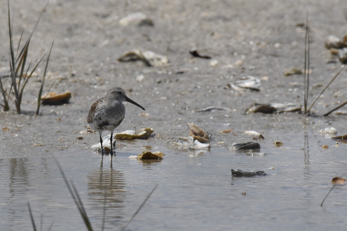 Dunlin - ML335120061