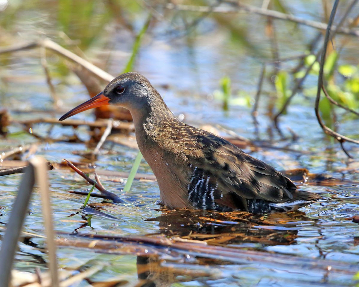 Virginia Rail - ML335120761