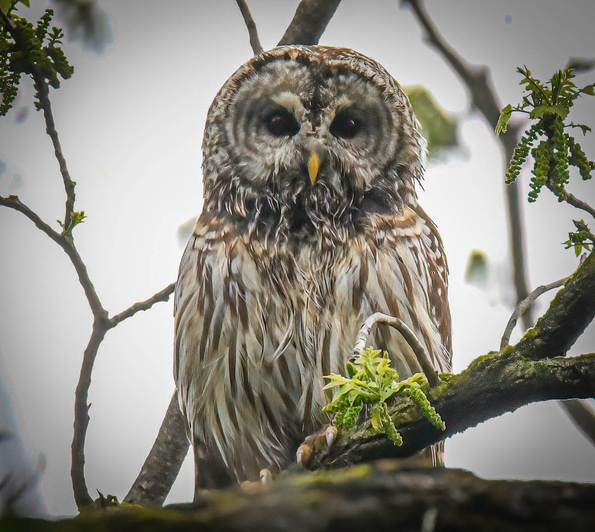 Barred Owl - ML335123671