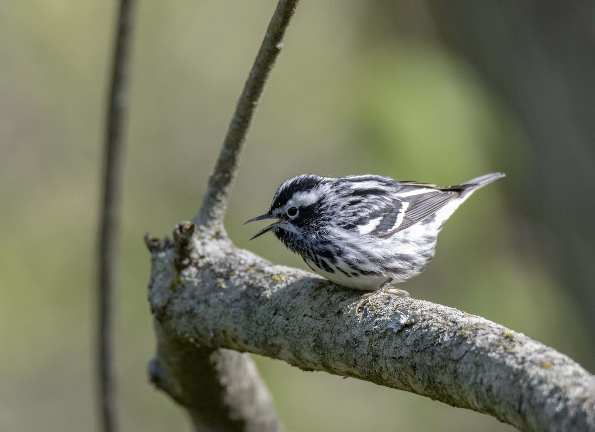 Black-and-white Warbler - ML335125471