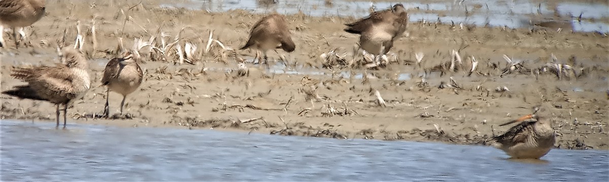 Marbled Godwit - ML335128391