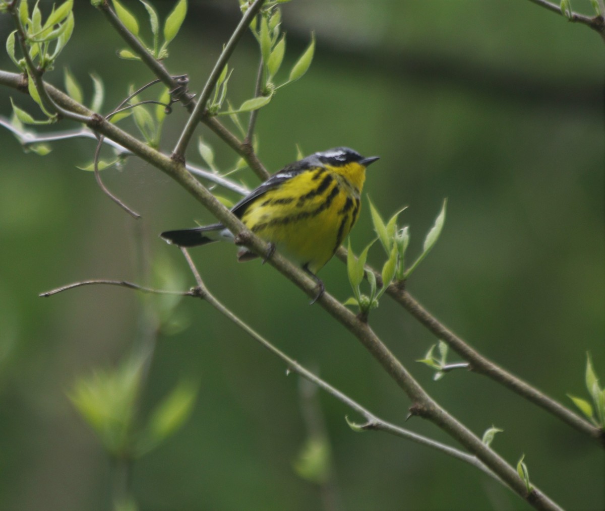 Magnolia Warbler - ML335129021