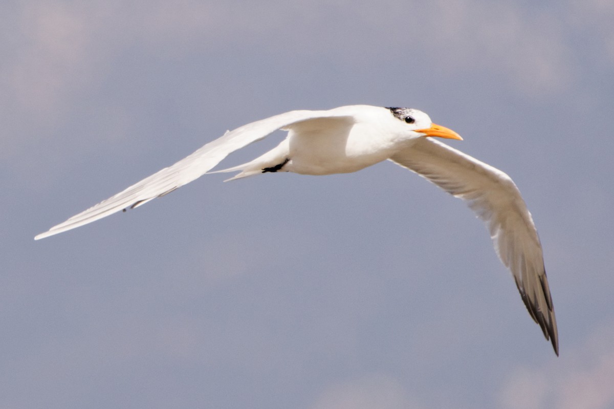 Royal Tern - ML335129201