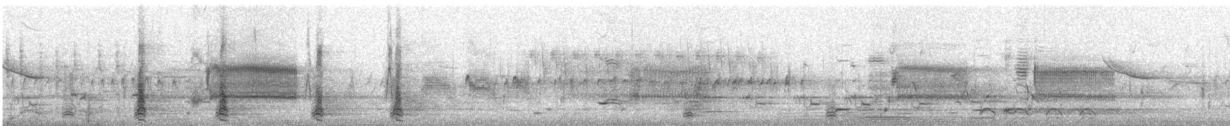 Marzaiola americana - ML335129241