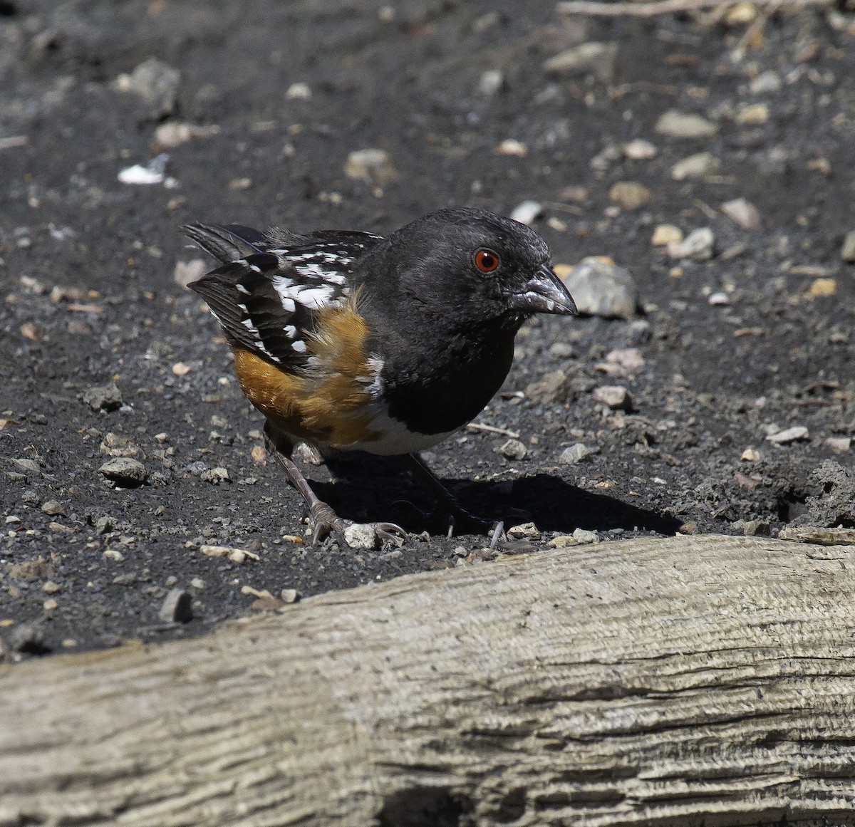 Spotted Towhee - ML335133331
