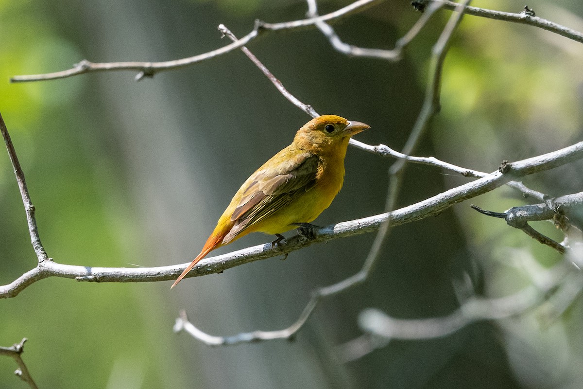 Scarlet Tanager - ML335133901
