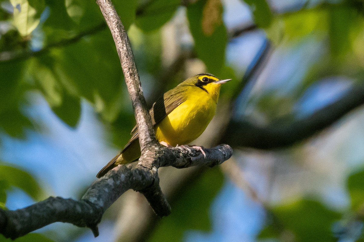 Paruline du Kentucky - ML335134631