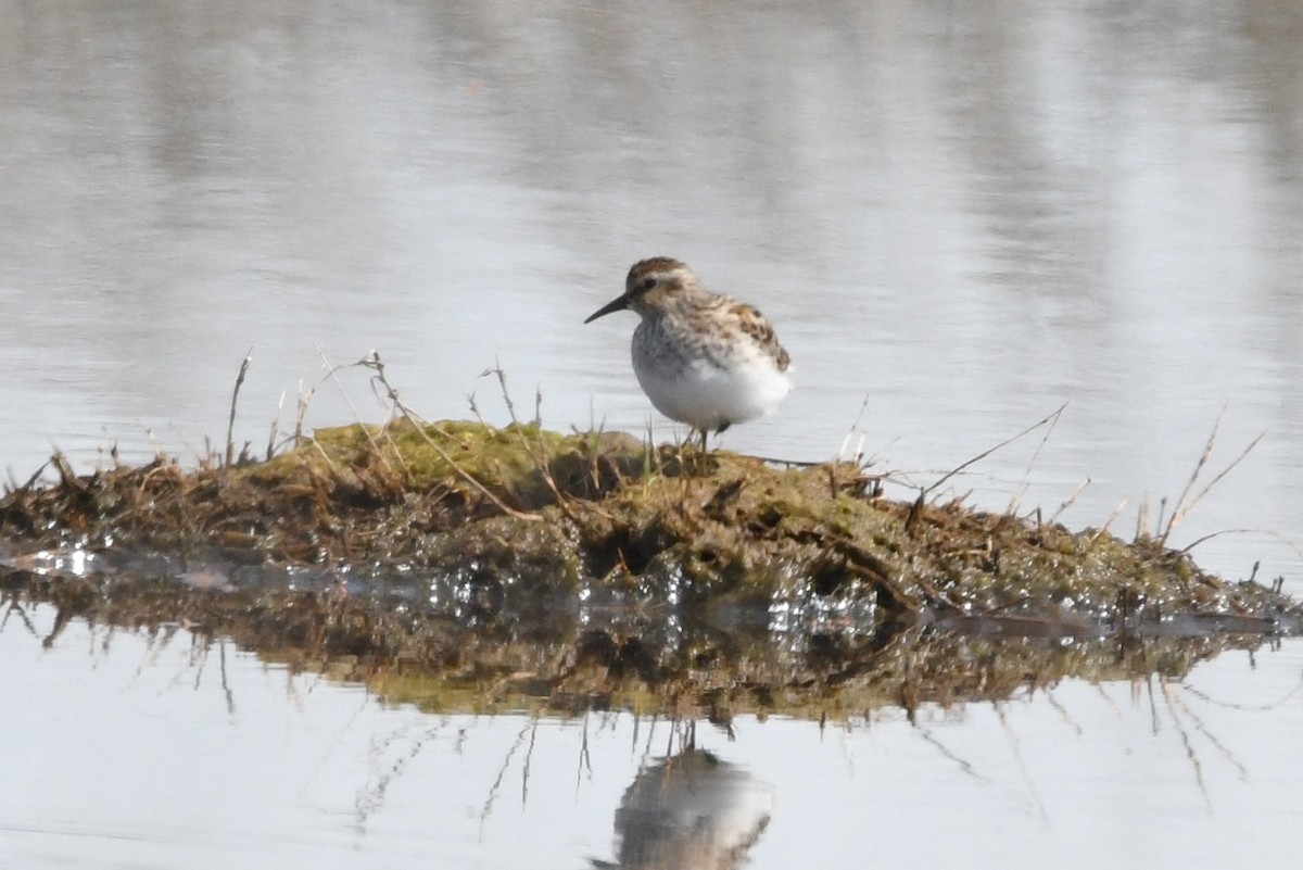 Least Sandpiper - Cathryn Dippo