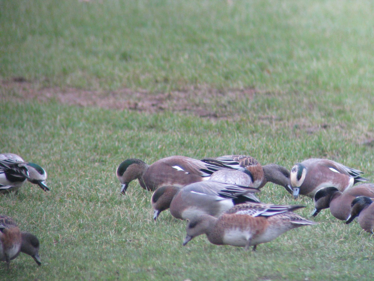 Eurasian x American Wigeon (hybrid) - ML33513541