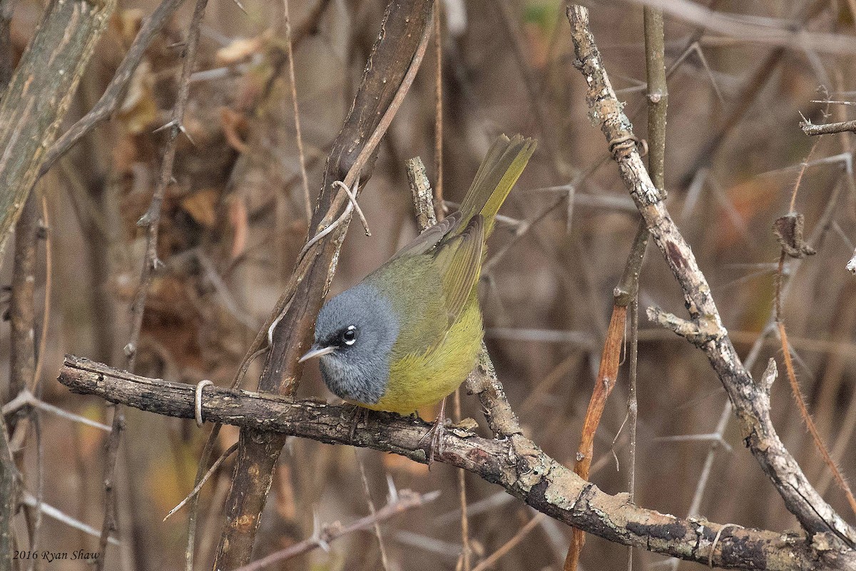 MacGillivray's Warbler - Ryan Shaw