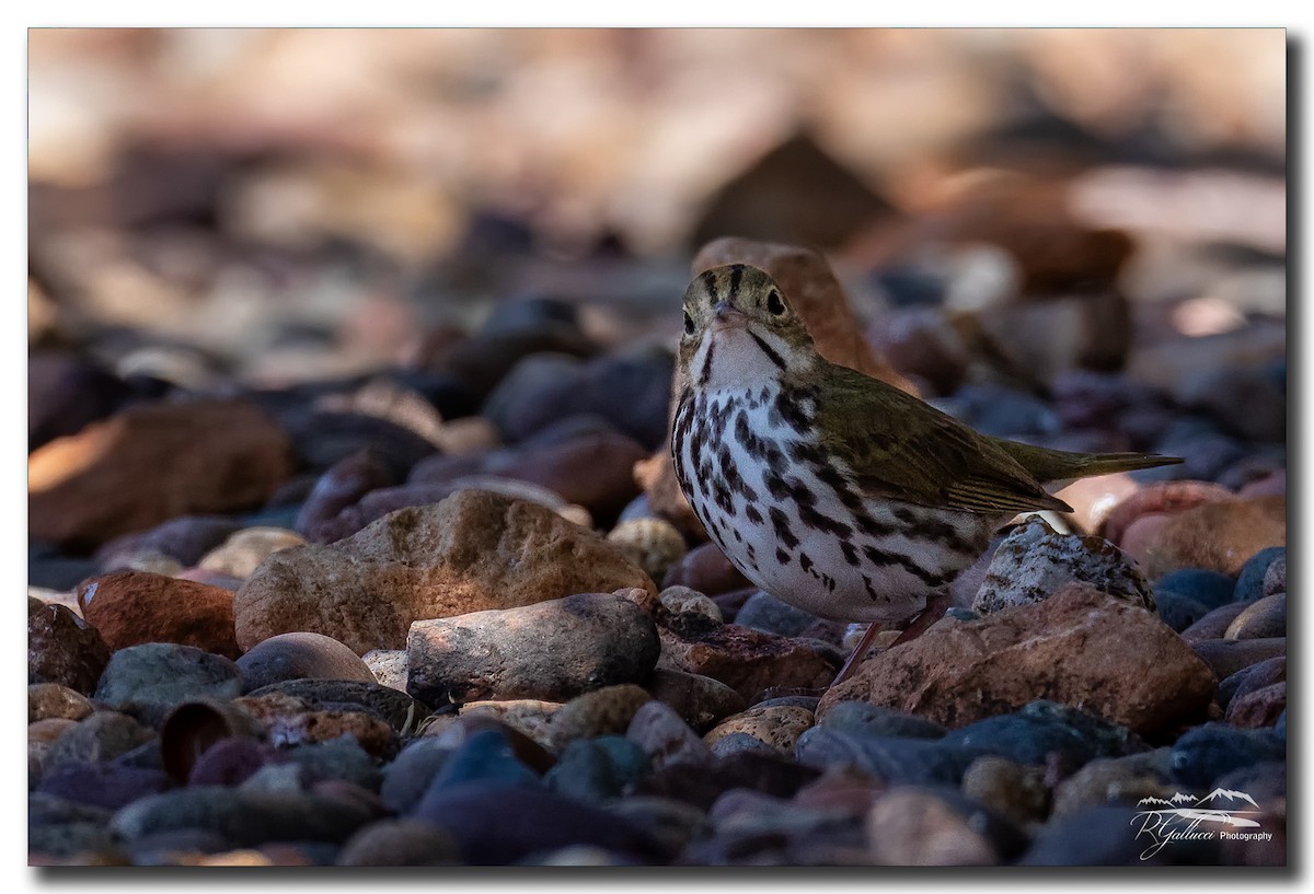 Ovenbird - ML335138991
