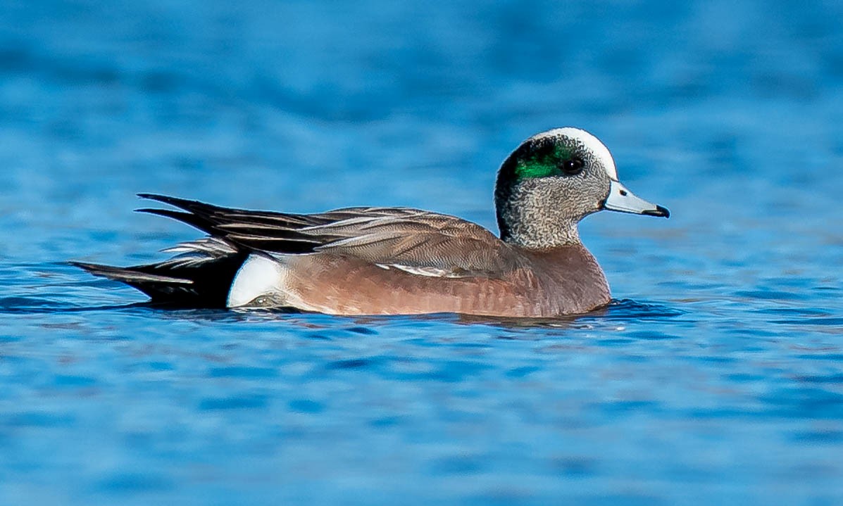 American Wigeon - ML335139361