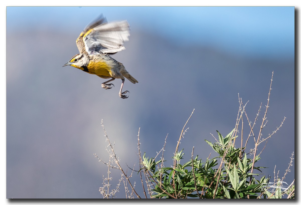 Chihuahuan Meadowlark - Robert Gallucci