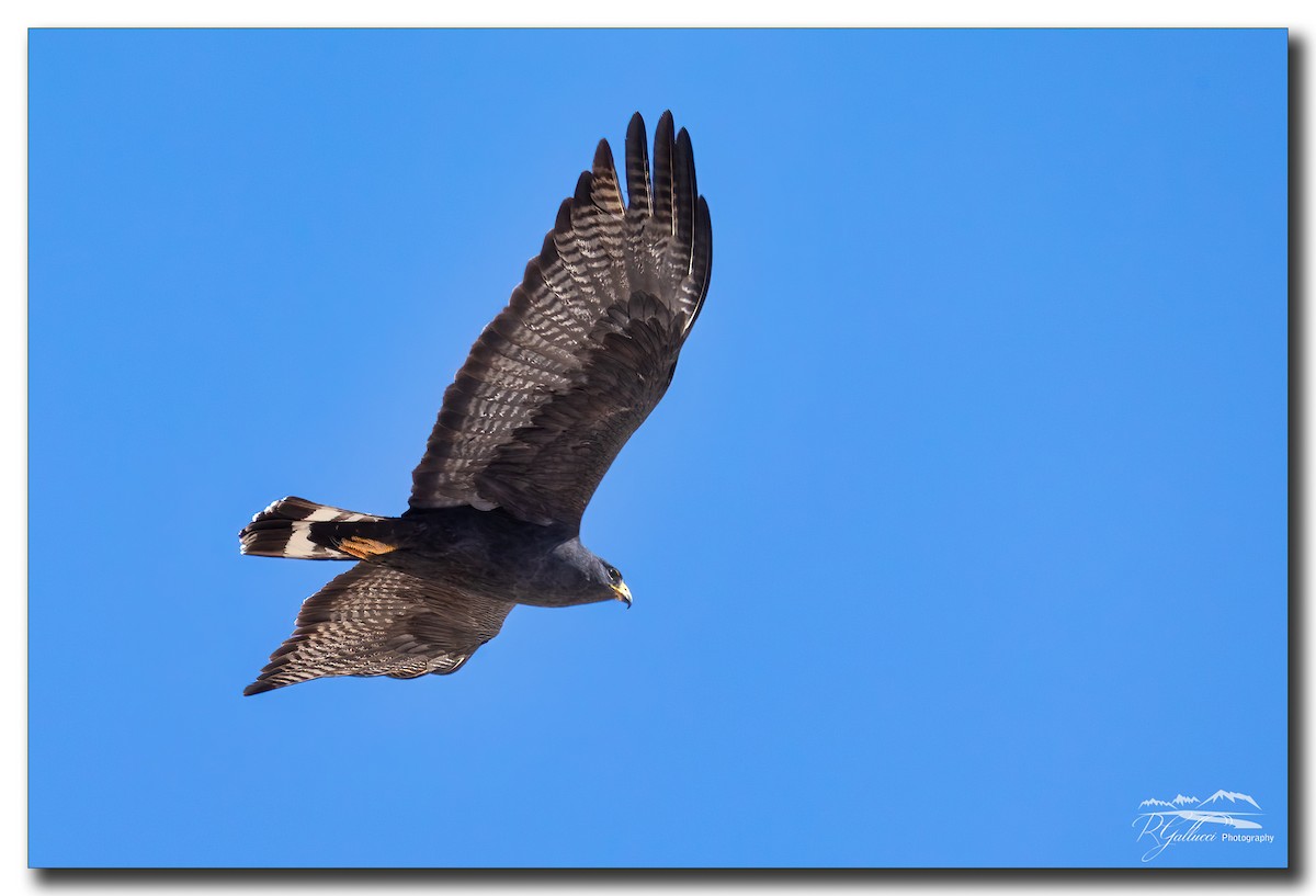Zone-tailed Hawk - Robert Gallucci