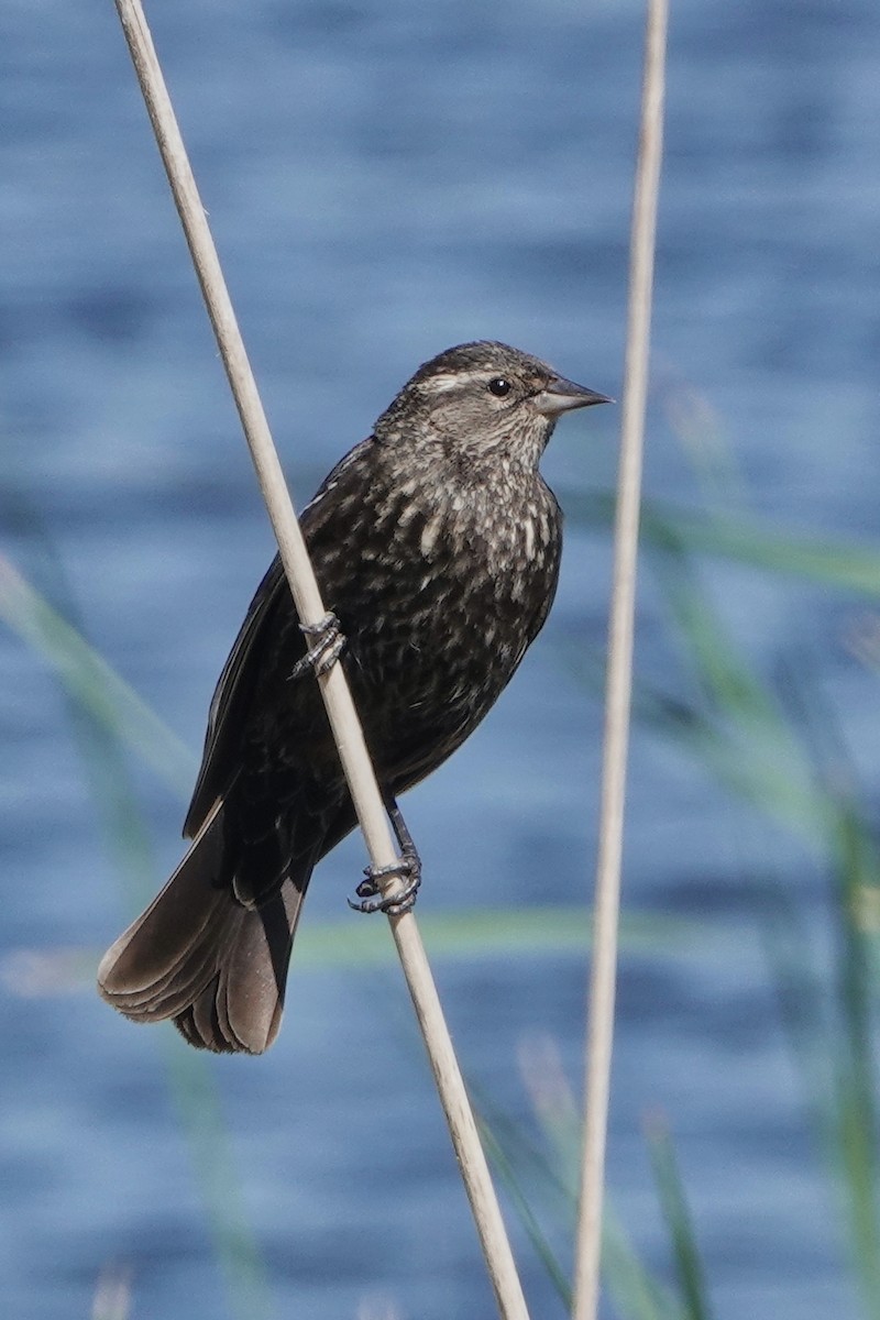 Red-winged Blackbird - ML335139761