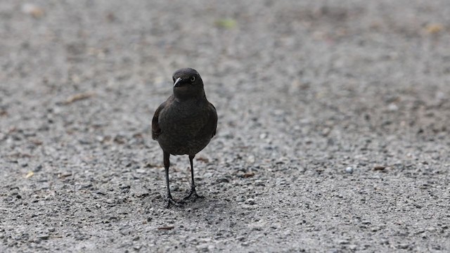 Rusty Blackbird - ML335140711