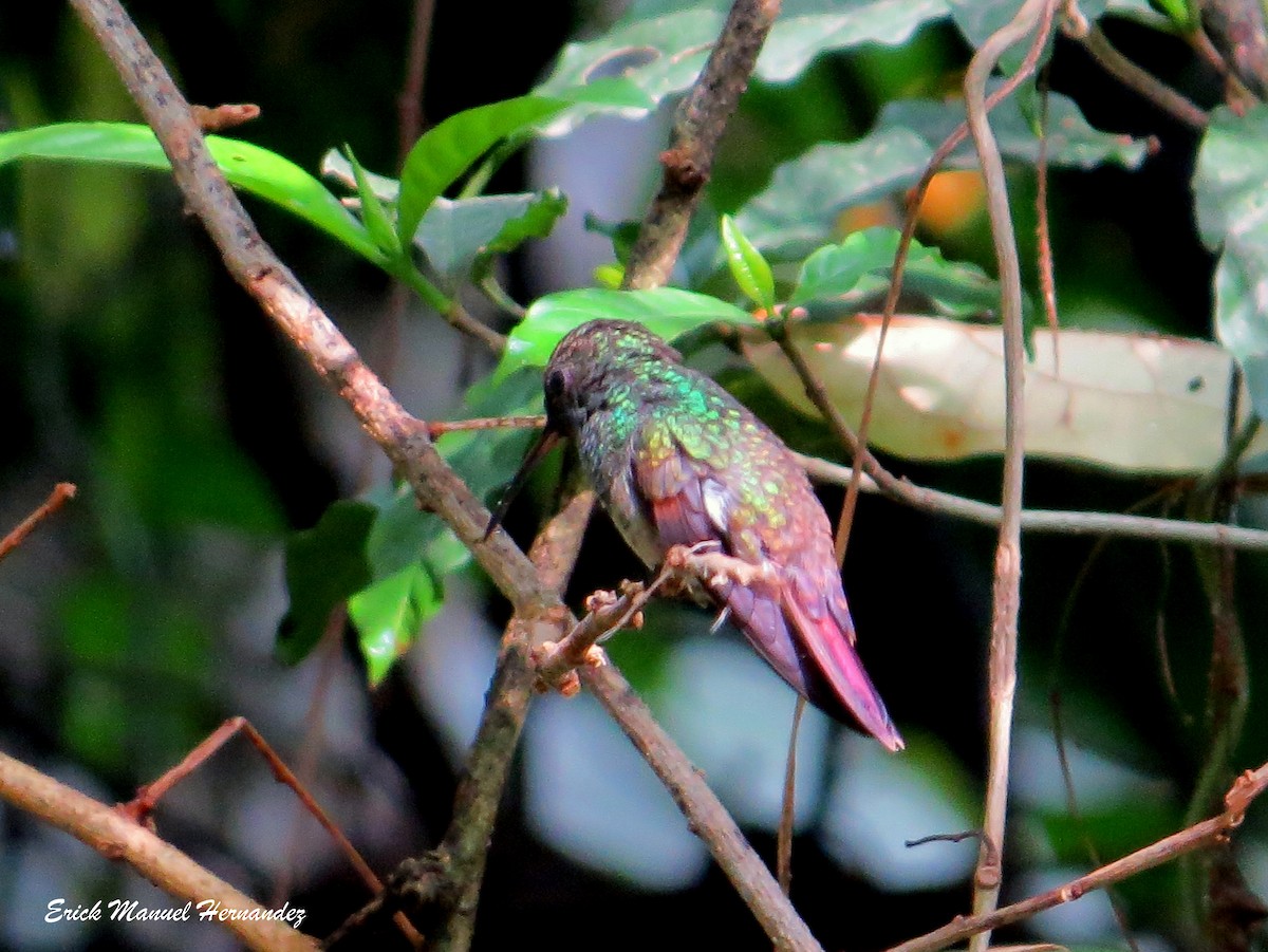 Berylline Hummingbird - ML335140741