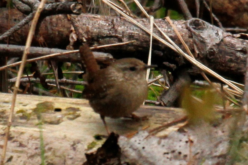 Winter Wren - steve b