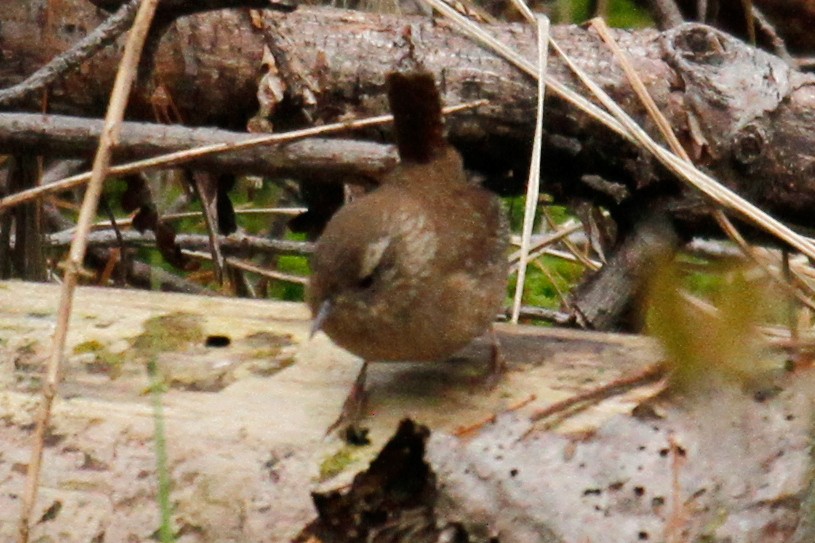 Winter Wren - steve b