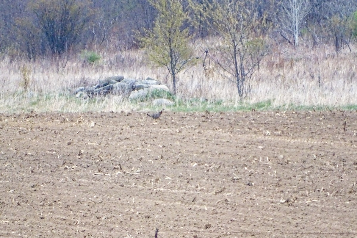 Greater Prairie-Chicken - Matt Plank