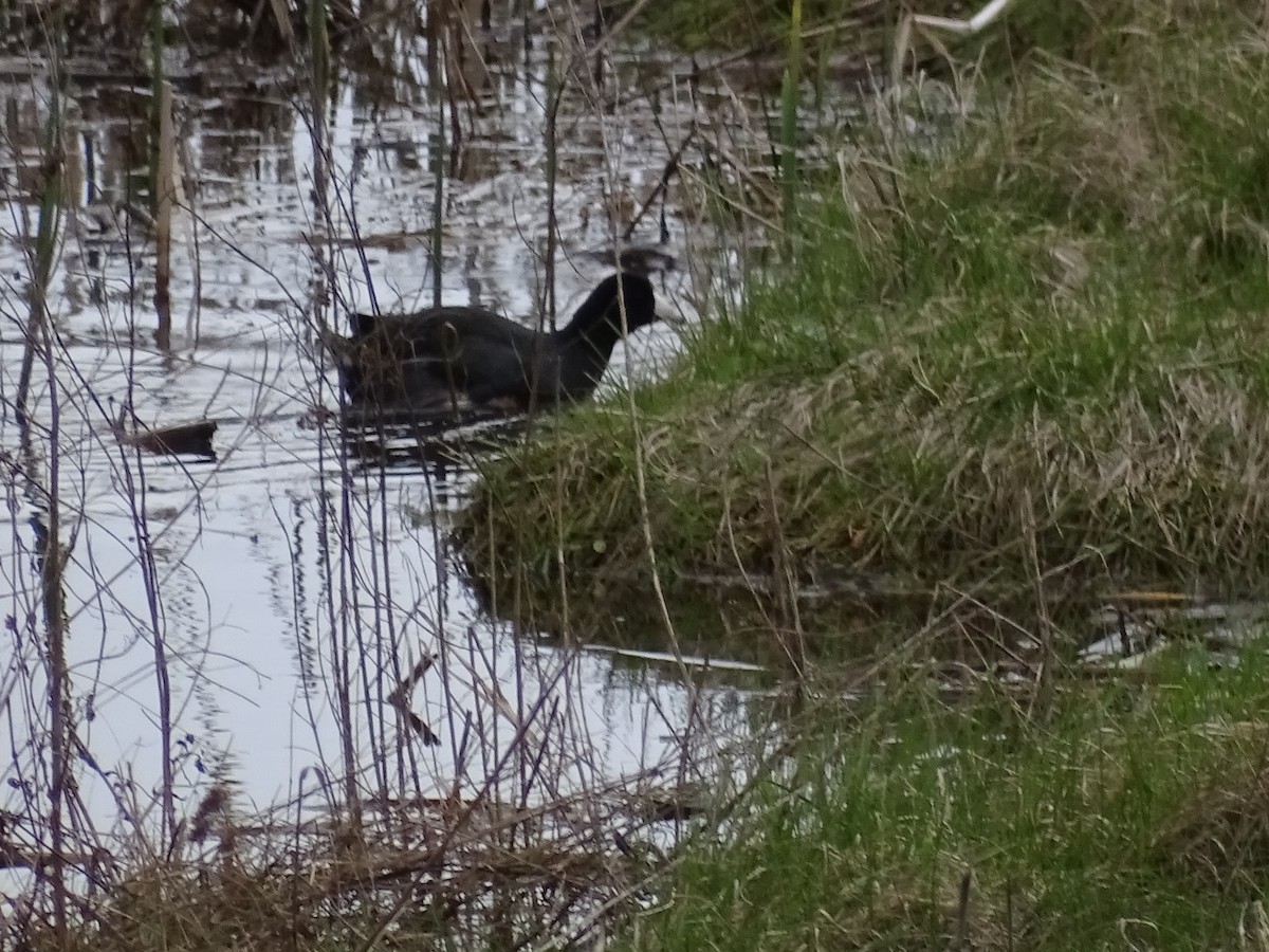 American Coot - ML335141231