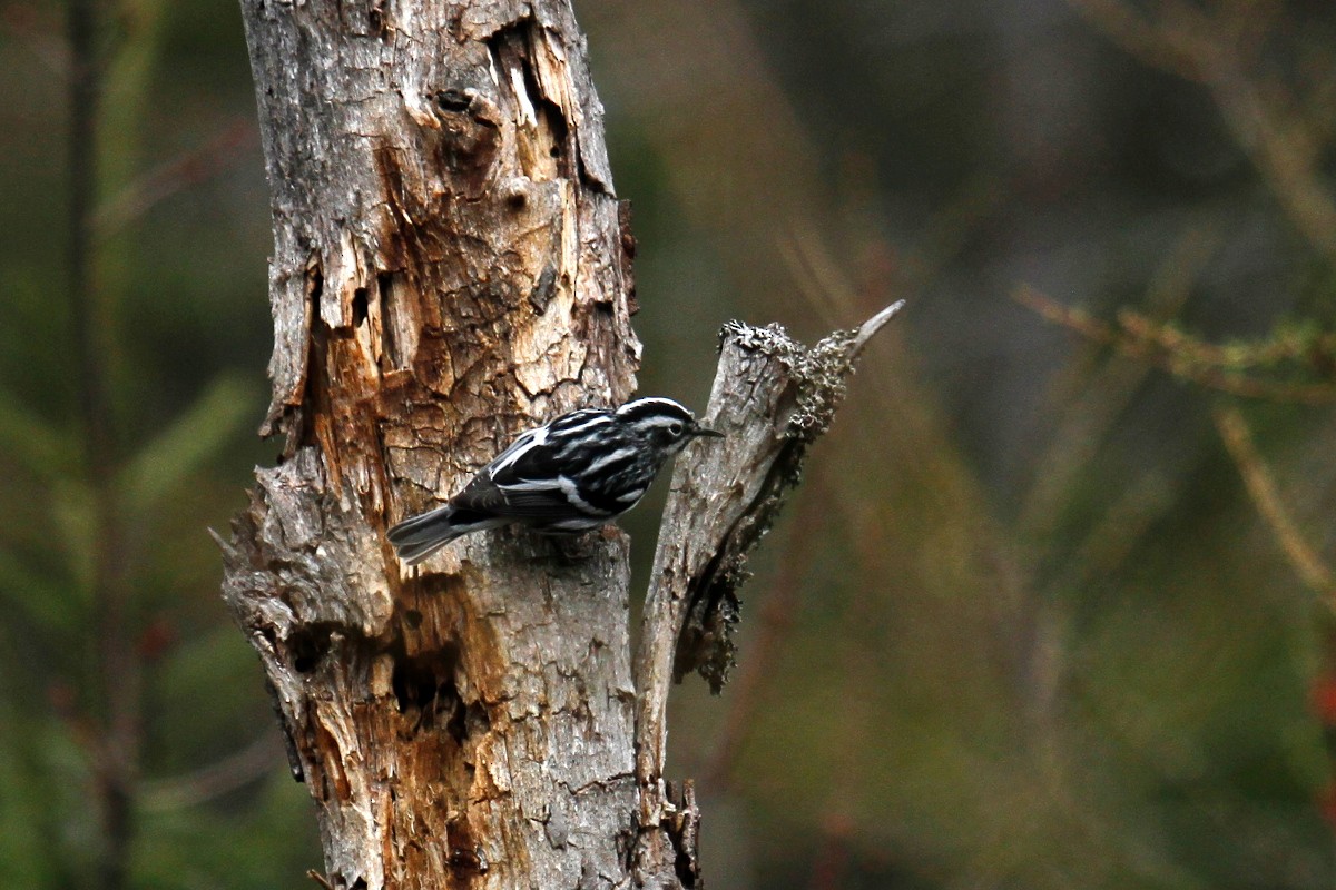 Black-and-white Warbler - steve b