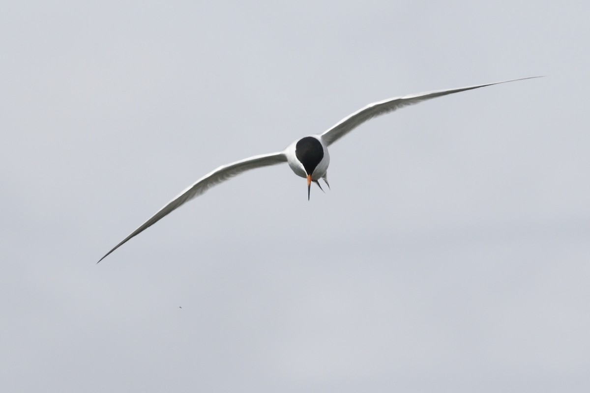 Forster's Tern - ML335141721