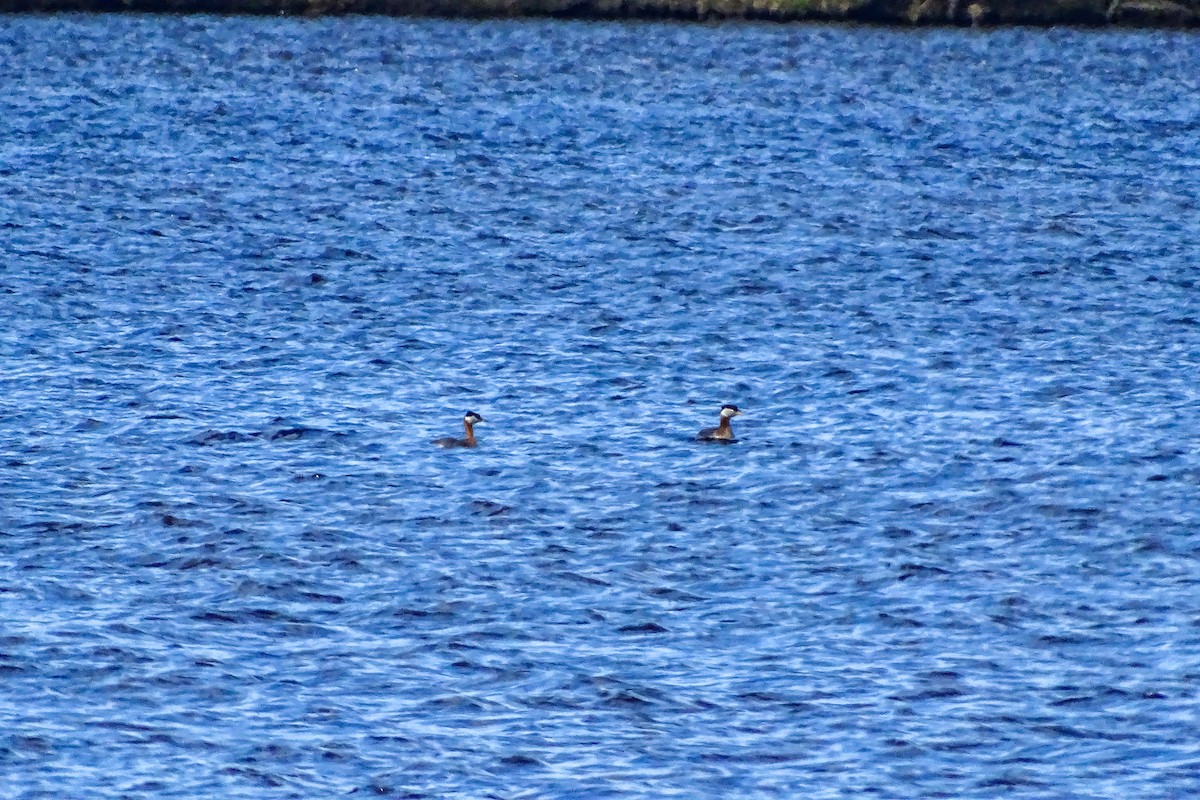 Red-necked Grebe - ML335142351