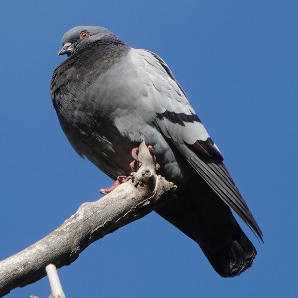 Хөхвөр тагтаа (суурин газрын) - ML335144741