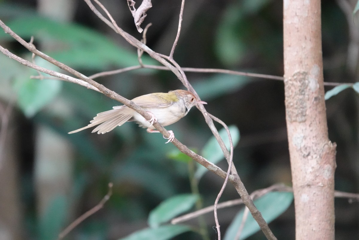 Common Tailorbird - Lam Chan