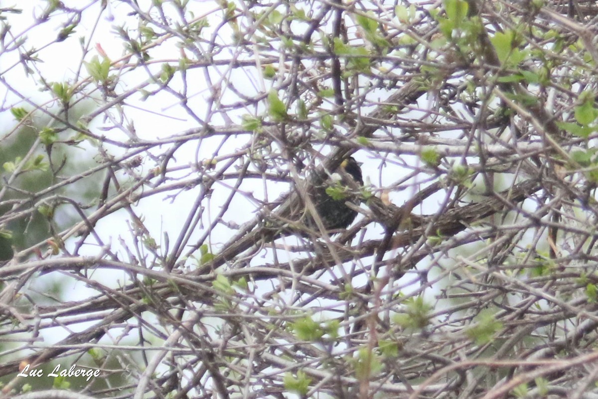 Bobolink - ML335145661