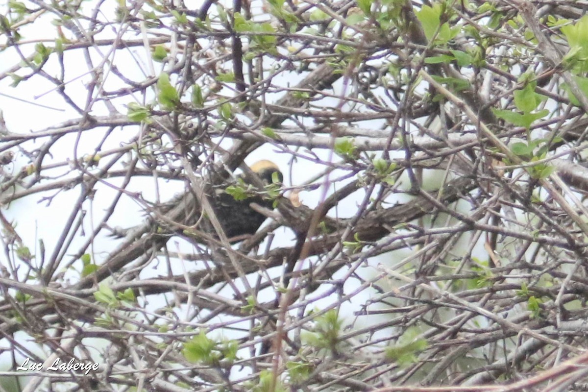 Bobolink - ML335145671