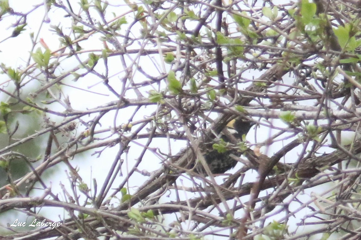 Bobolink - ML335145681