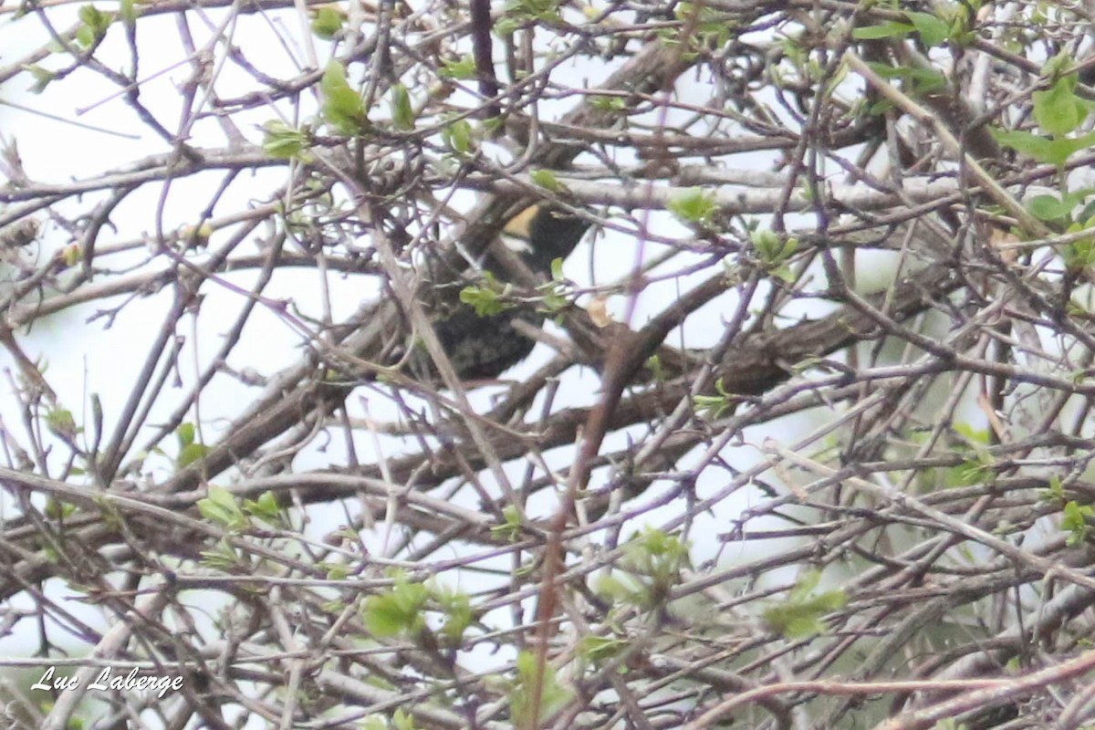 Bobolink - ML335145691