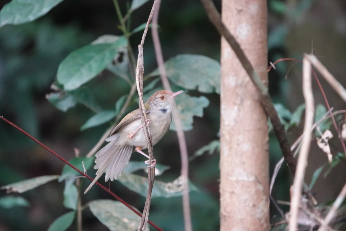 Common Tailorbird - Lam Chan