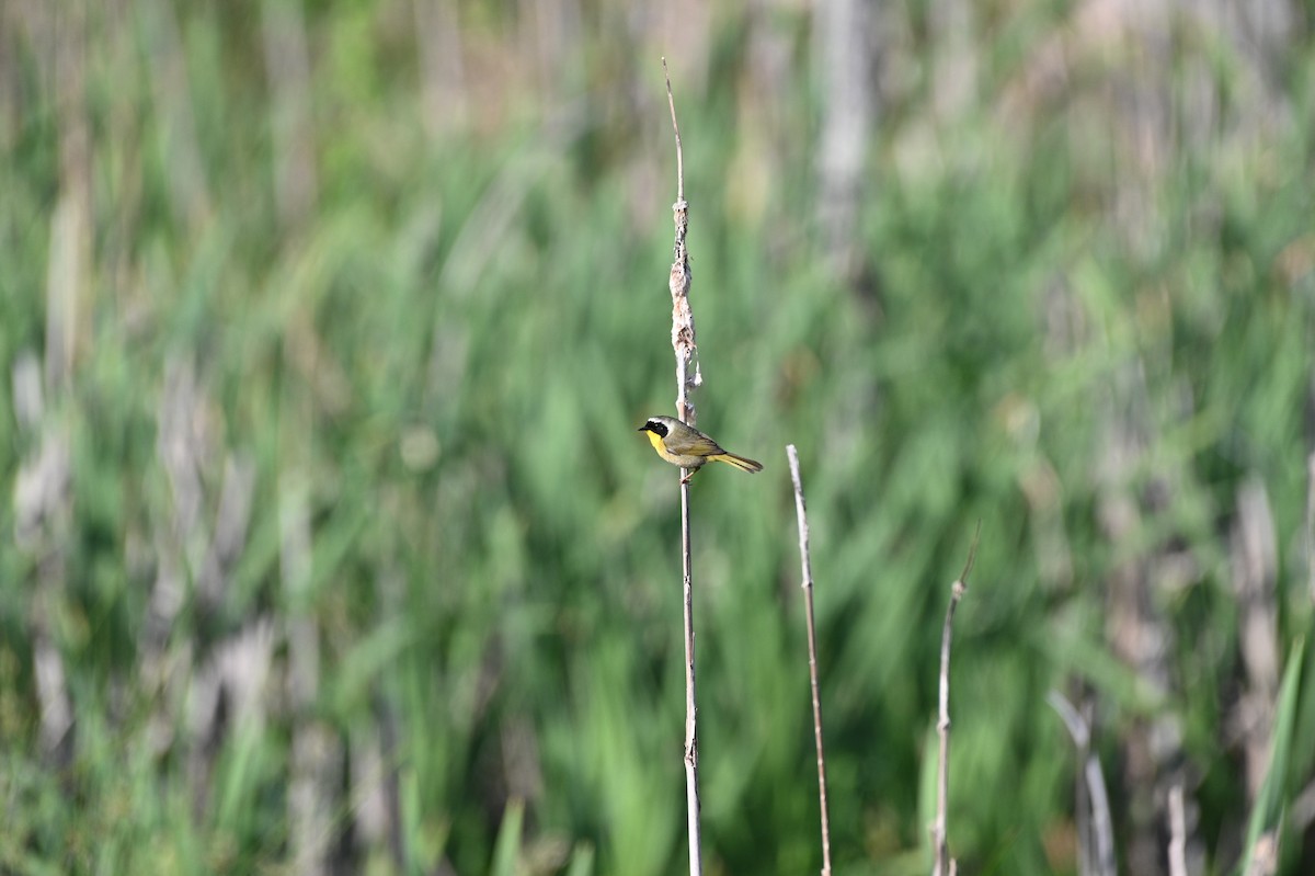 Common Yellowthroat - ML335146481