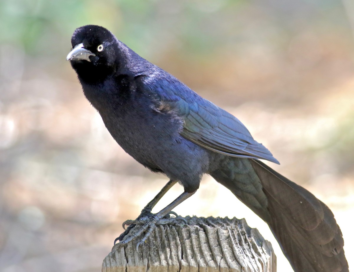 Great-tailed Grackle - ML335147251