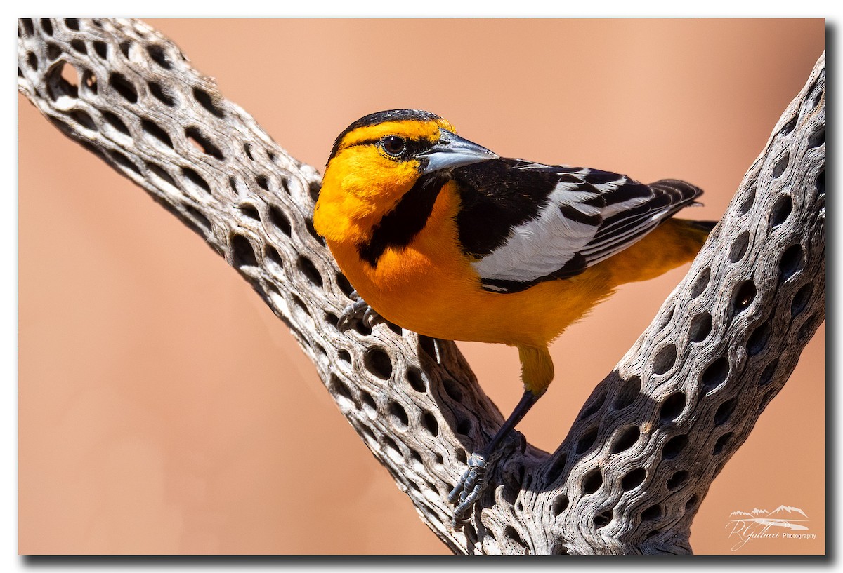 Bullock's Oriole - ML335147611