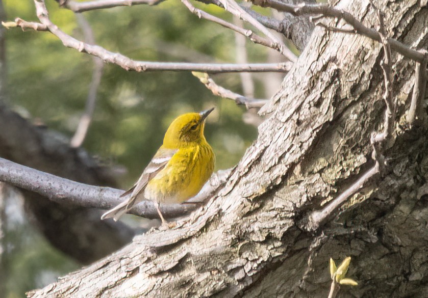 Pine Warbler - Kalpesh Krishna