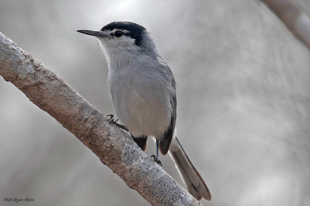 White-lored Gnatcatcher - ML33515121