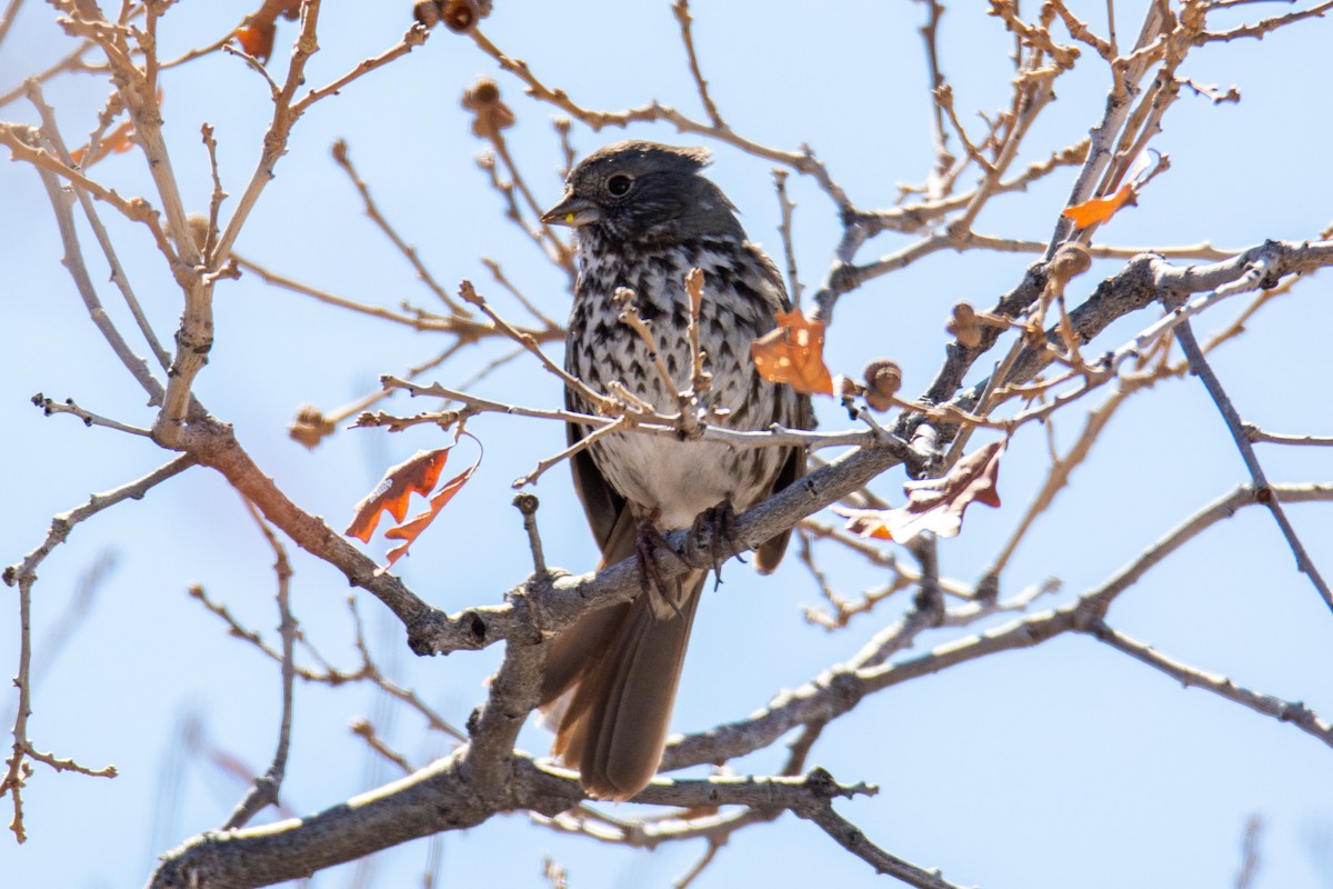 Fox Sparrow - ML335151561