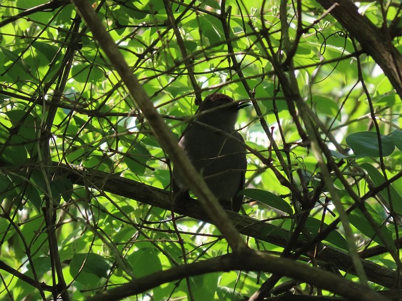 Gray Catbird - ML335152541