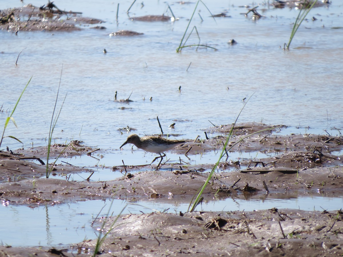 White-rumped Sandpiper - Warren Hardin