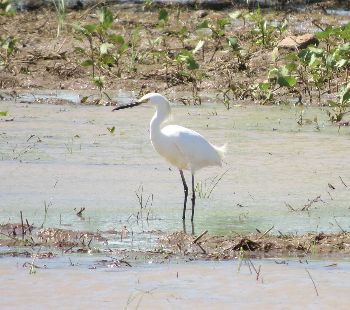 Snowy Egret - Warren Hardin