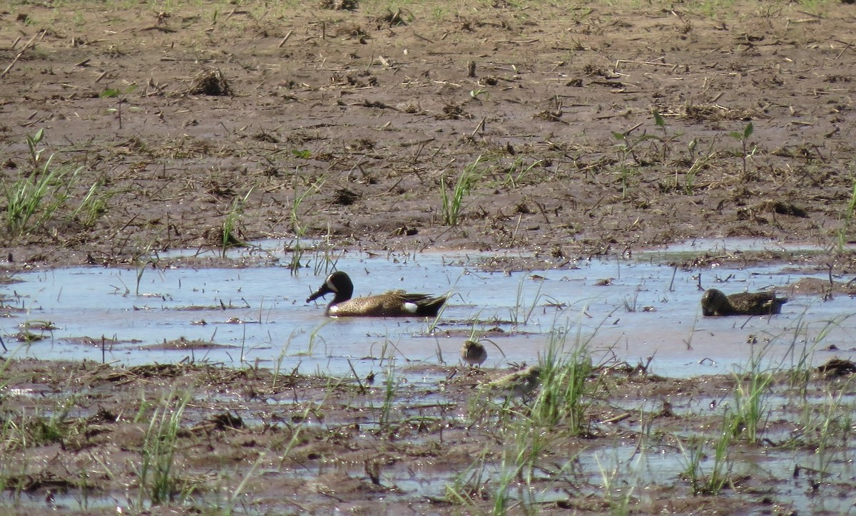 Blue-winged Teal - ML335153811